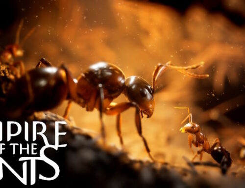 Empire of the Ants – Nuovo Trailer per il gioco di strategia iperrealistico